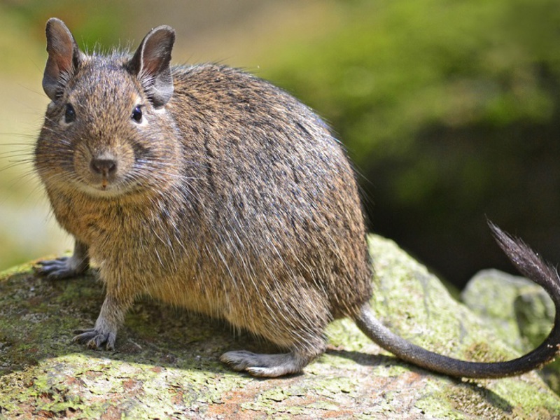 גורי דגוס - סנאים