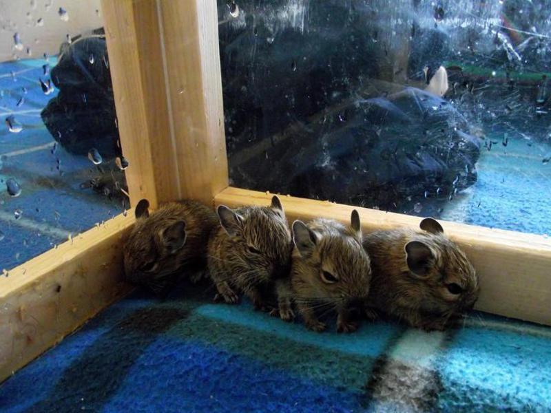 מראה סנאי דגו