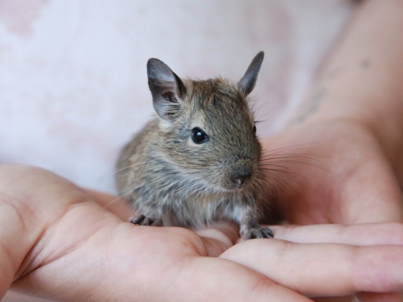 אילו תנאים יש ליצור עבור סנאי דגו?