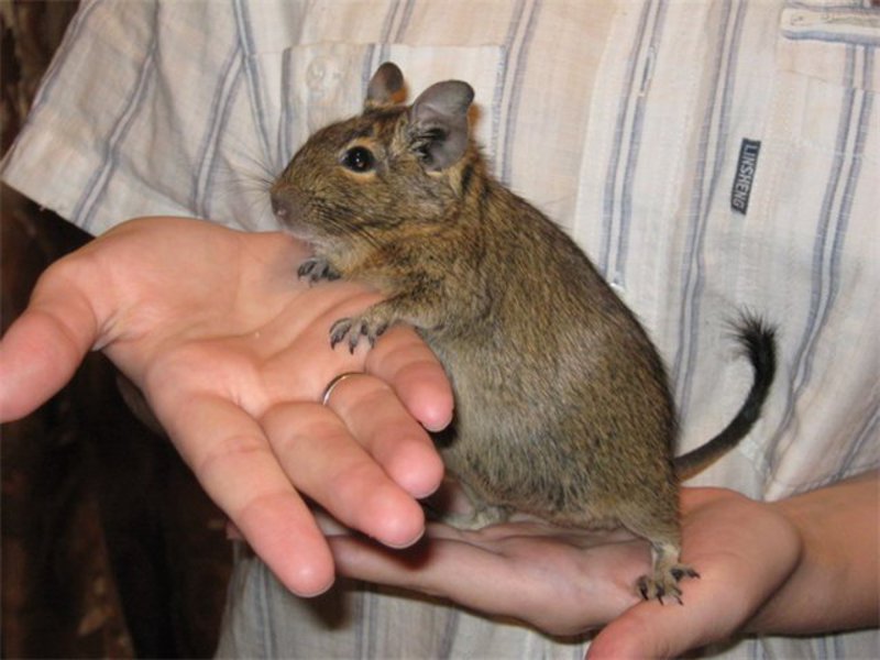 טיפול ותחזוקה של מכרסם