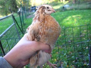 טיפול בשלוים בבית