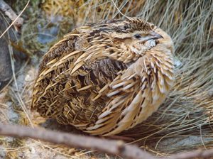 בית גידול שליו היכן חיים שליו?