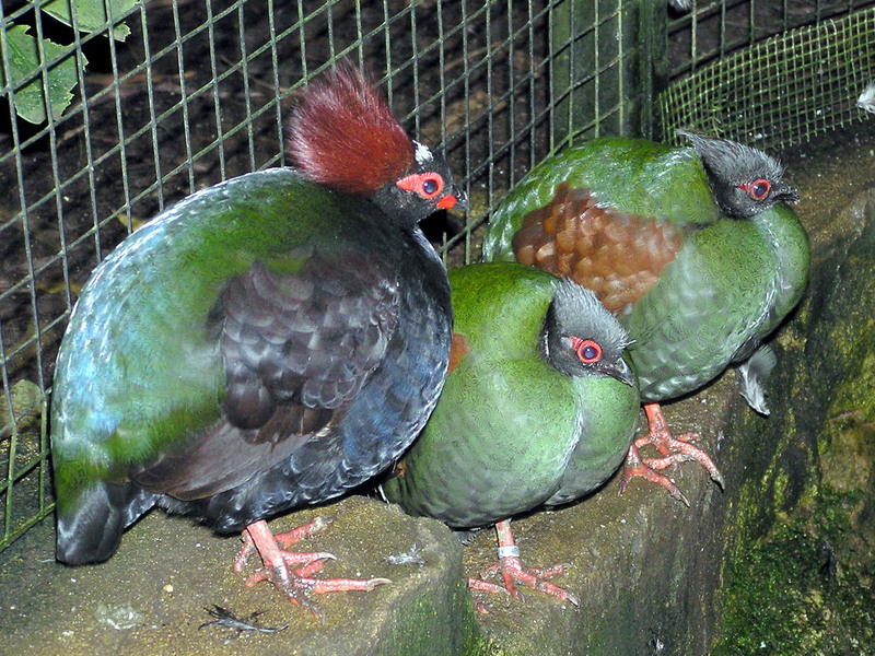 שליו בגינה שליו ושליו