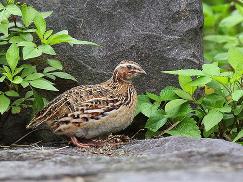 שליו - ציפורי בר ציפורי בר שליו