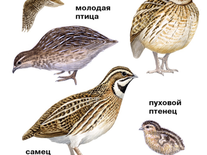 סוגים וגזעים של שליו גזע שליו