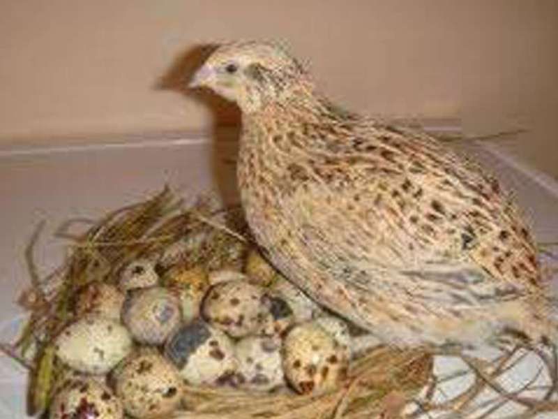 מה אוכל שליו? שליו בגינה