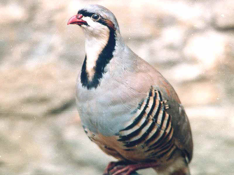 שליו בגינה איך נראה שליו?