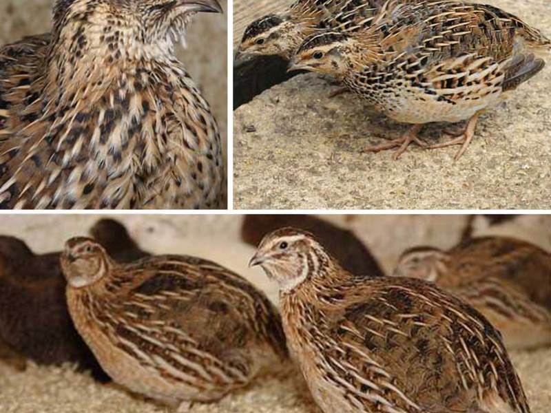 שליו - ציפורי בר מה אוכל שליו?