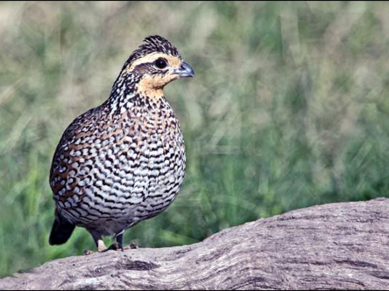 שליו גאה שמירה על שליו