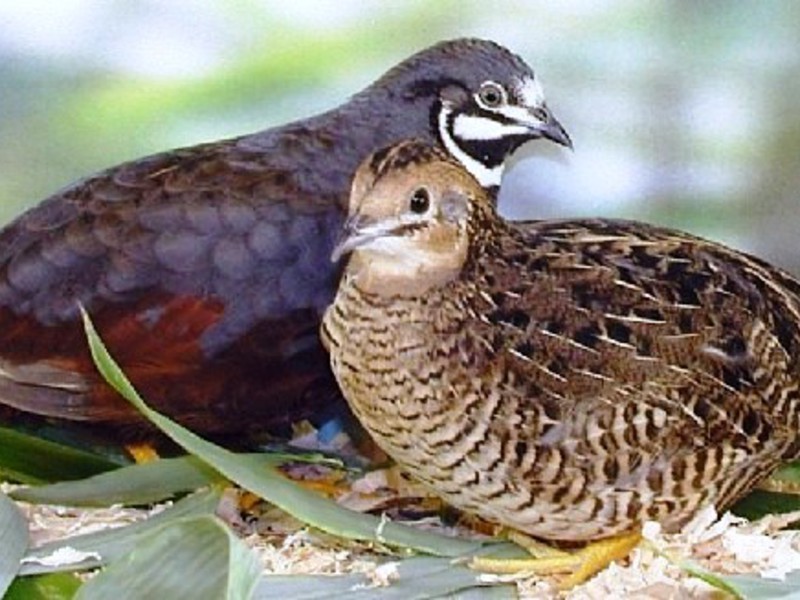 איך חיים שליו? אורח החיים של השליו