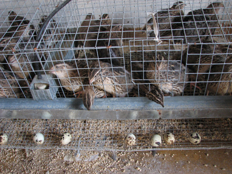 מראה של שליו מראה של שליו