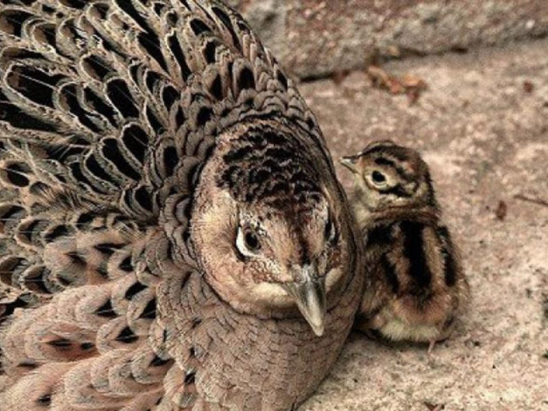 שליו גאה ציפור שליו