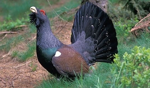 הכל על תרנגול שחור