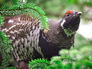 גידול של תרנגול שחור תרנגול שחור או תרנגול שחור
