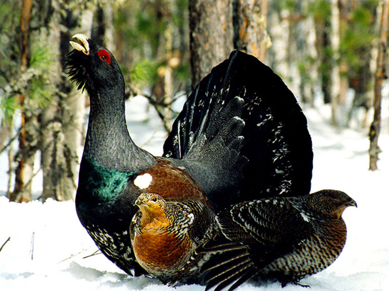 מספר ציפורי התרנגול השחור ציפורי תרנגול שחור