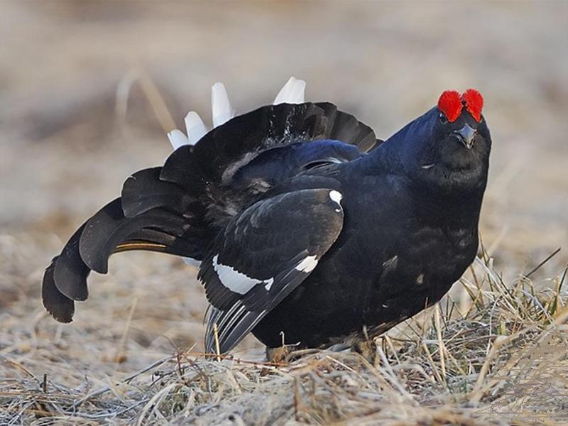 בית גידול של ציפורי תרנגול שחור היכן חיה התרנגולת השחורה?