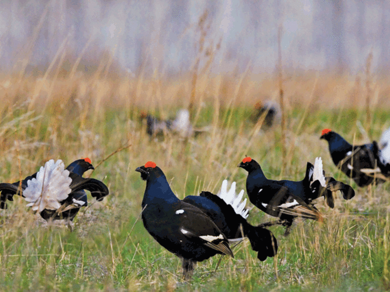 באילו תנאים מתרבה תרנגול שחור? מהי אוכלוסיית התרנגולות השחורות?
