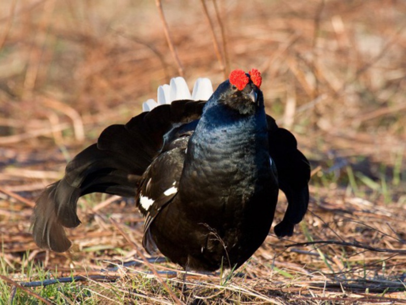 היכן חיה התרנגולת השחורה? בית גידול ותפוצה של תרנגול שחור