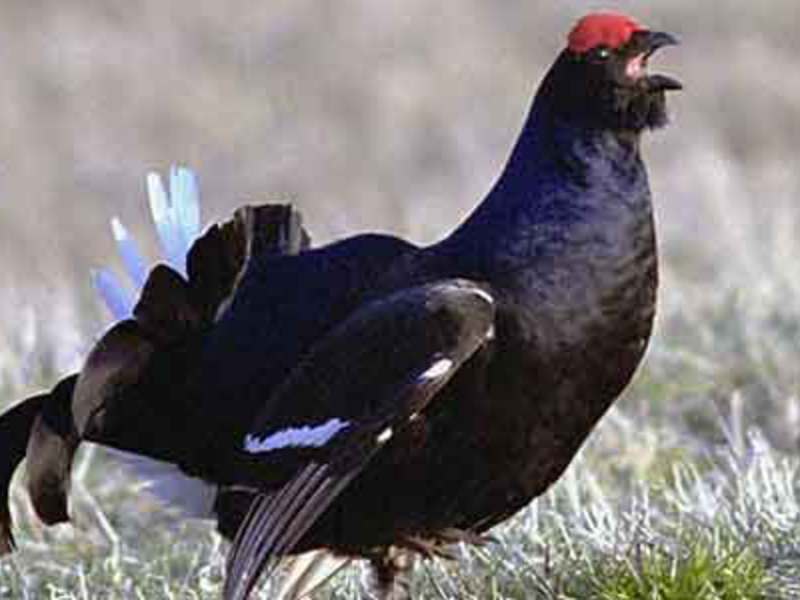 תיאור של ציפורי תרנגול שחור איך נראה תרנגול שחור?