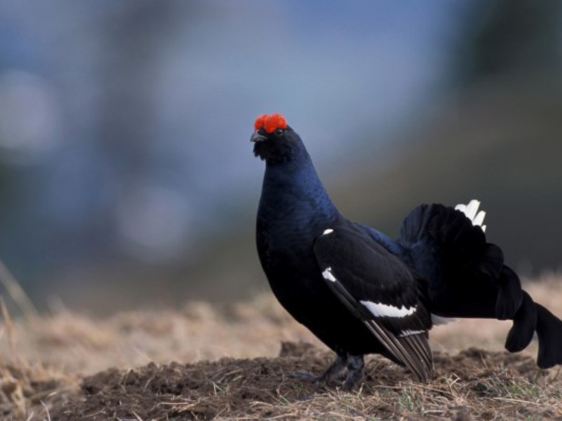 כיצד מתרבים תרנגולות שחורות? גידול של תרנגול שחור
