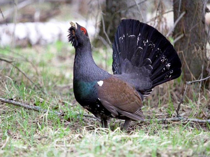ציפור שחורה תיאור של התרנגול השחור