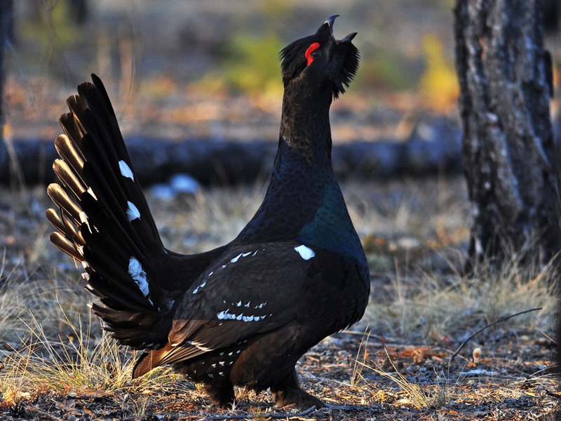 מספר ציפורי התרנגול השחור איך צד תרנגול שחור?