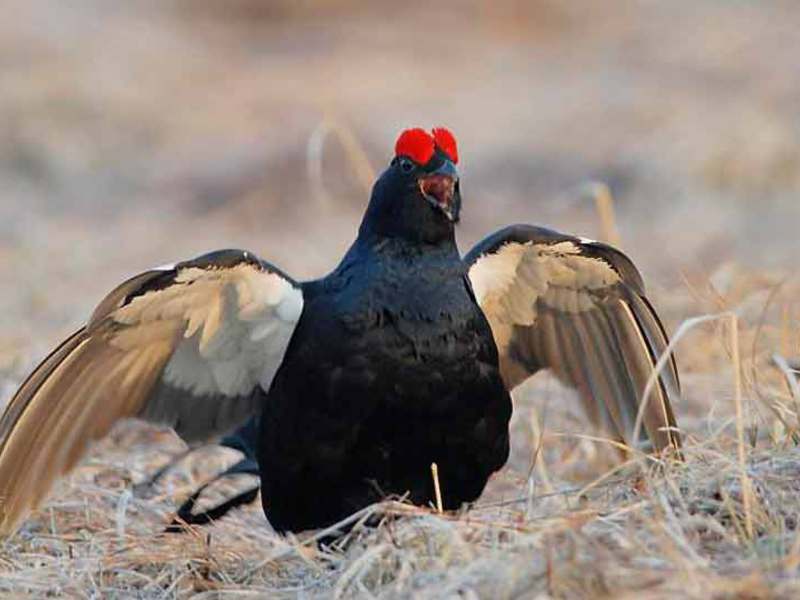 איך ניזונים תרנגולות שחורות? האכלת תרנגולות שחורות