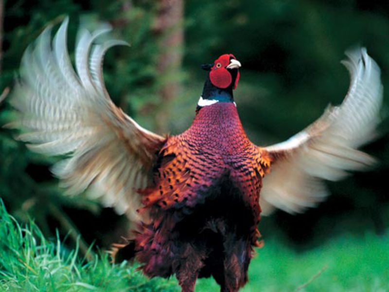 נוצות של תרנגול שחור כיצד מתרבים תרנגולות שחורות?