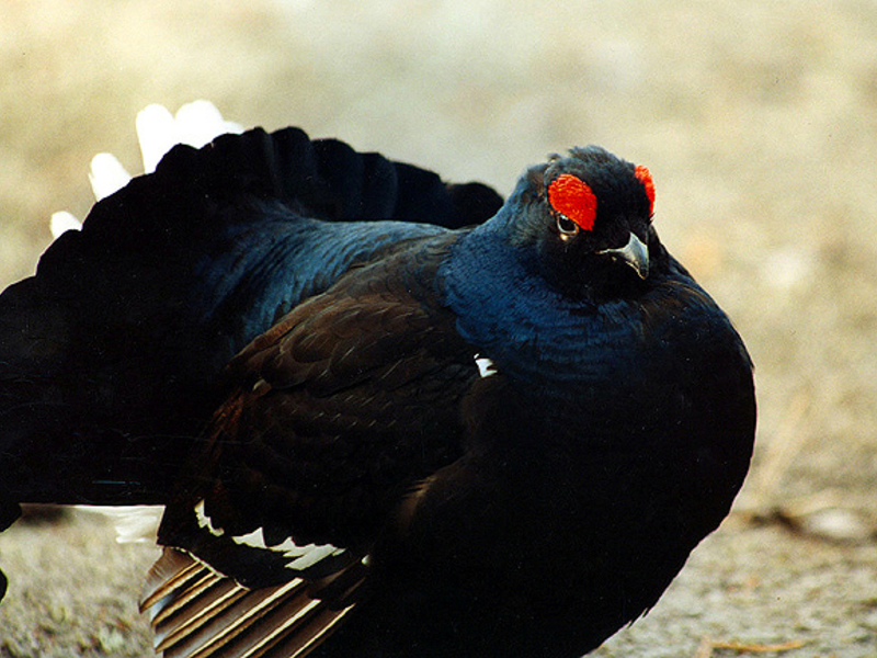 בית גידול ותפוצה של תרנגול שחור ציפור שחורה