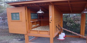 תיאור שלב אחר שלב של גידול תרנגולות מטילות בבית