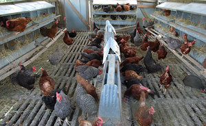 מהי שמירה על הרצפה עבור תרנגולות מטילות בבית? כללים לגידול תרנגולות מטילות בבית