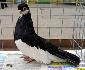 סיווג גזעי יונים מפוארות