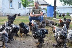 טיפים ממגדלי תרנגולות מנוסים לגידול ותחזוקה נכונים של תרנגולות מטילות