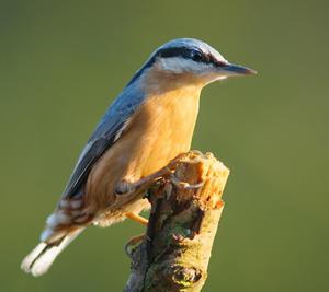 ציפור אגוזית אגוזים נפוצים