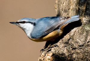 בית גידול של אגוז