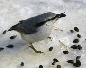 הרגלים ואוכל נוצה - אקרובט יער