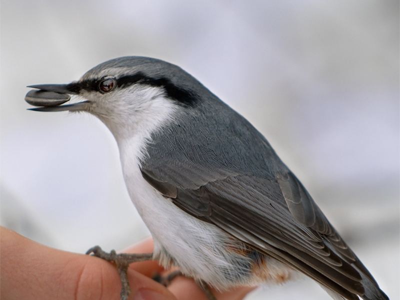 ציפור אגוזית איך חי אגוזית?