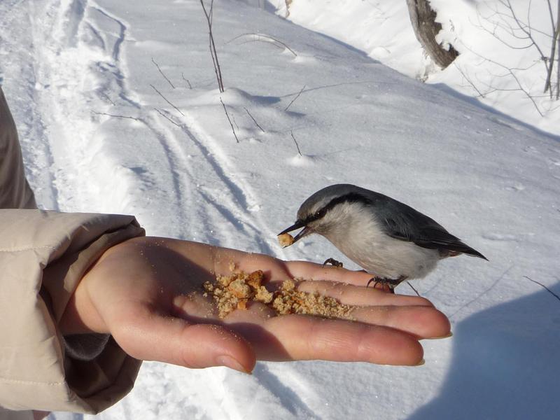 נחתוך מצוי אגוז שחור-ראש