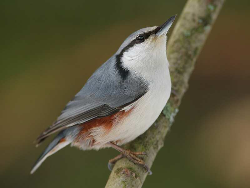 ציפור אגוזית מצייצת תיאור של האגוז
