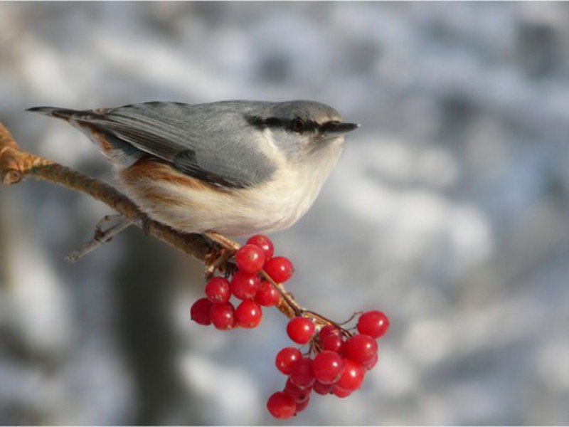 נחתוך מצוי מראהו של האגוז