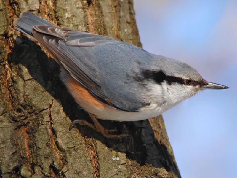 ציפור אגוזית מאפיינים חיצוניים של ציפור הנוטץ'