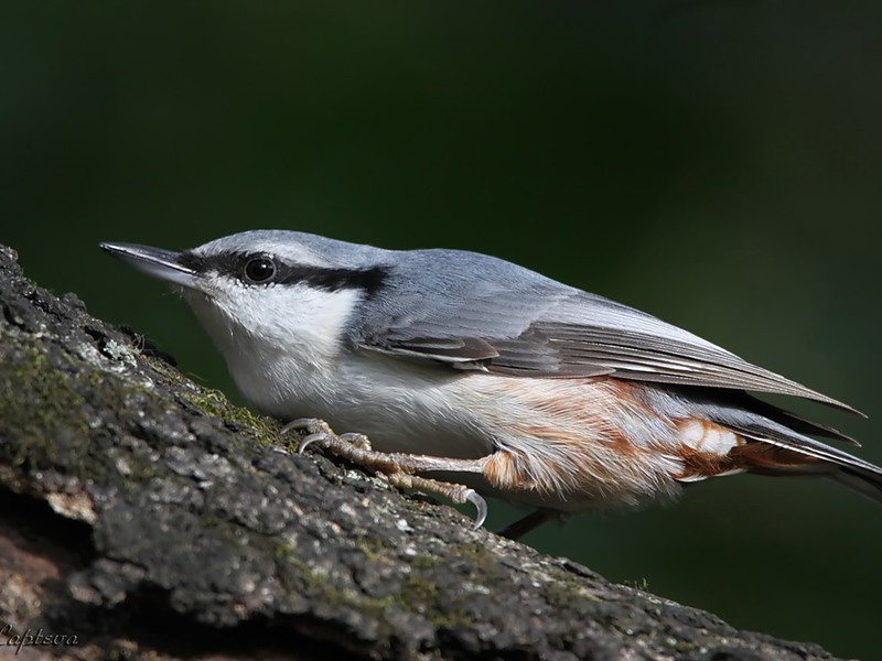 מה אוכל אגוזית? איזה אורח חיים מנהל האגוז?