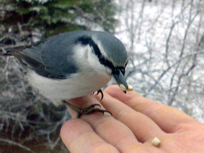 נחתוך מצוי מה אוכל האגוז?