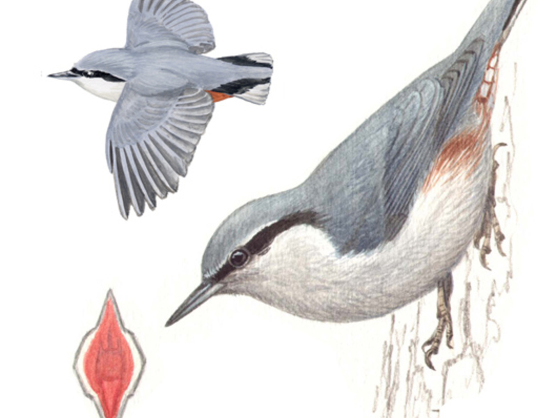 מאפיינים ייחודיים של ציפור הנוטץ' נוצה נועזת