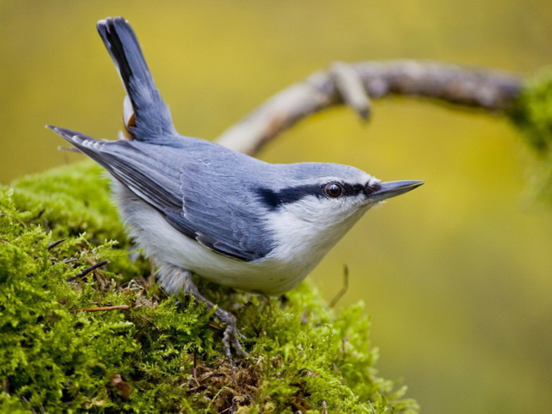 תיאור ציפור הנוטץ' אגוזים נפוצים