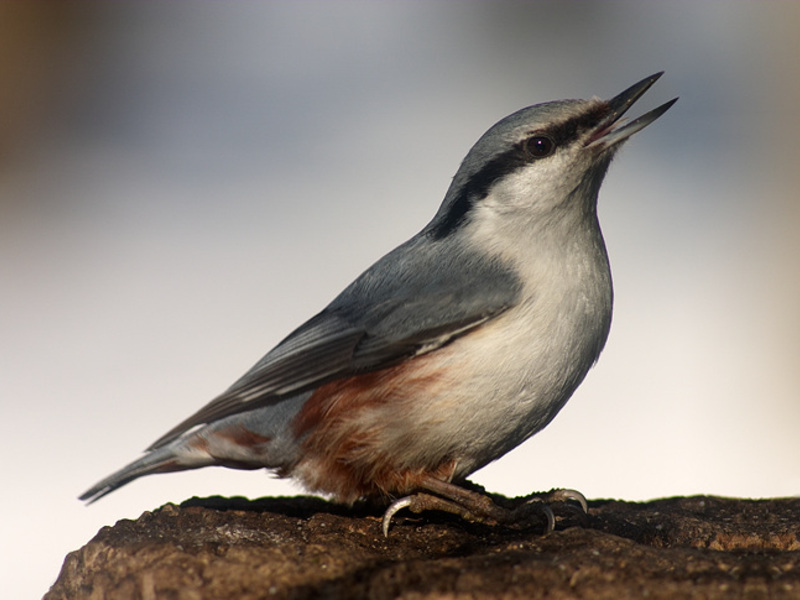 איך נראית ציפור אגוזית? אורחי חורף