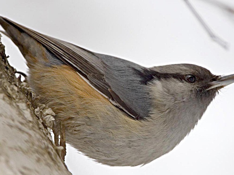 ציפור אגוזית מצייצת אפרוחי אגוזים