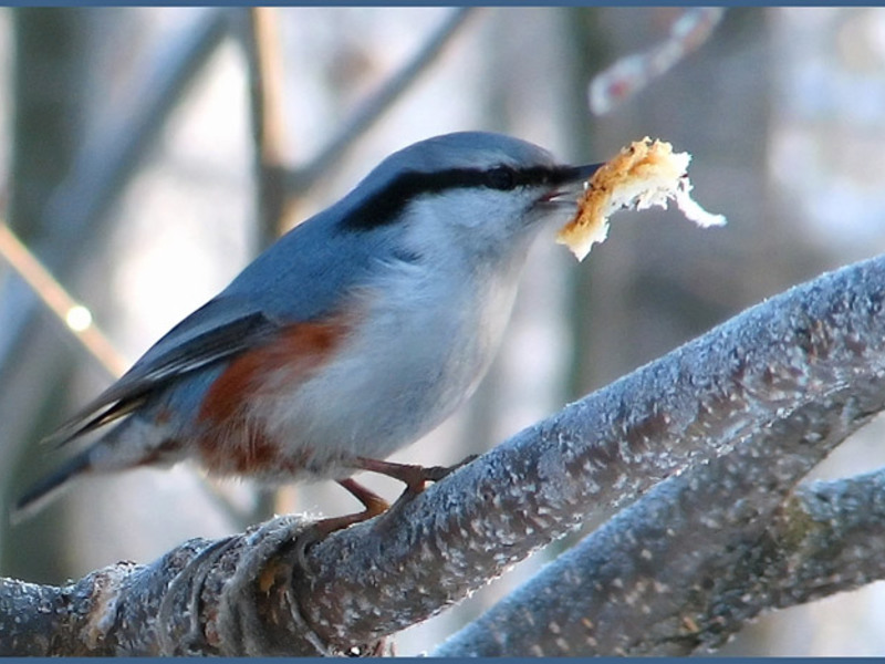 מראהו של האגוז נקבת אגוזית