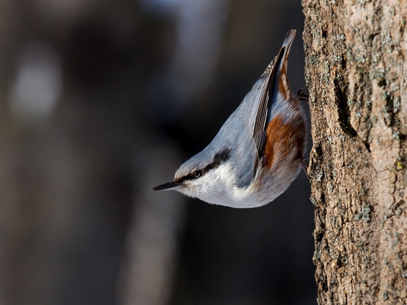 ציפור אגוזית איך נראית ציפור אגוזית?