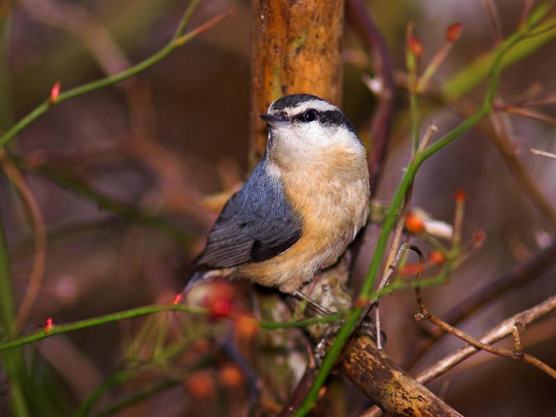 סגנון החיים של הנוטץ' היכן חי הנבט?